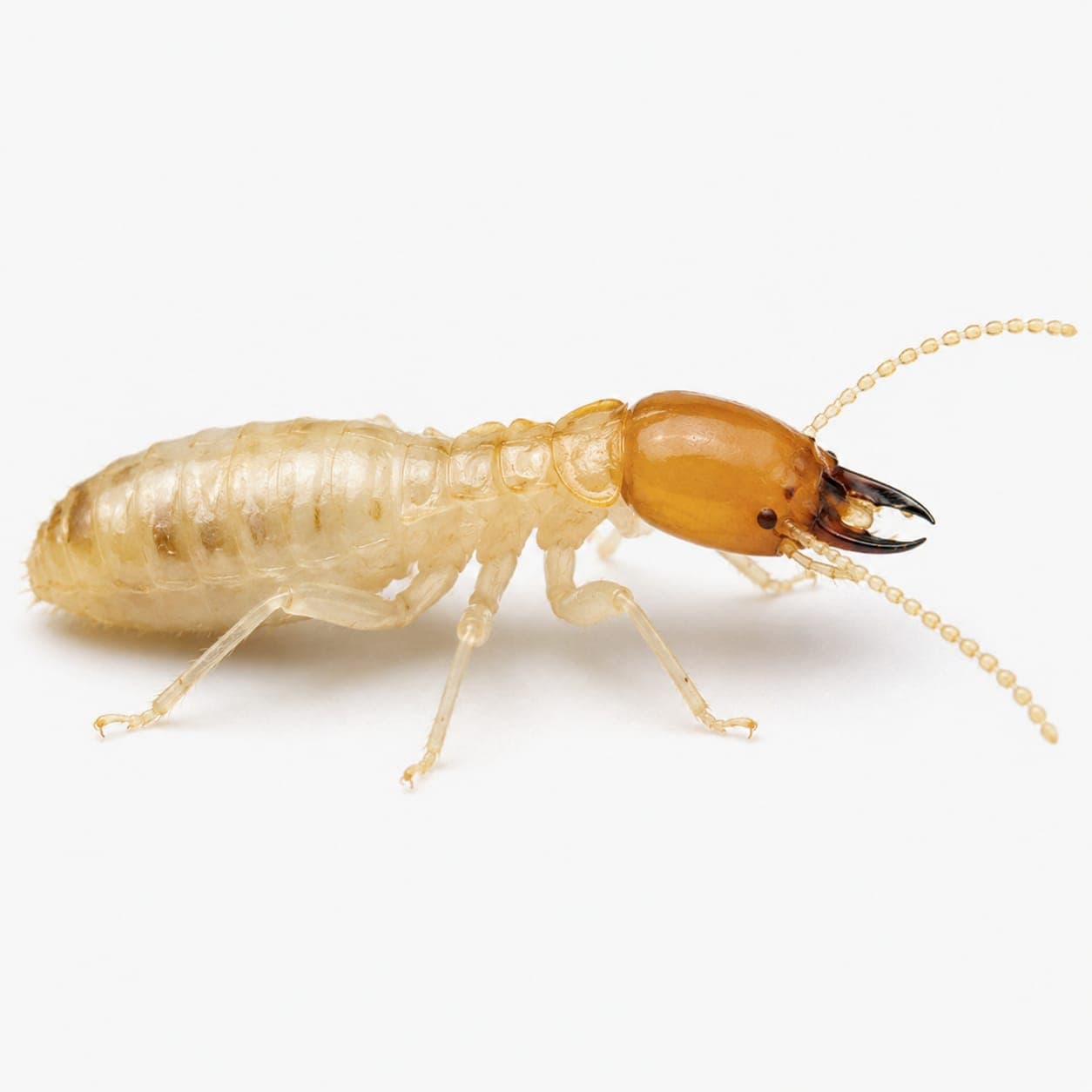 Termite Control in Chennai